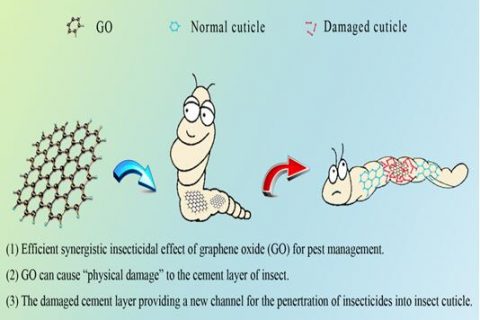粮食作物害虫监测与控制团队揭示氧化石墨烯对防控鳞翅目害虫杀虫剂的增效机制