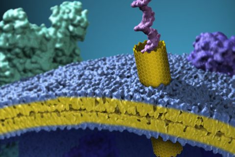 碳纳米管创造人工细胞膜通道 有望实现精确治疗